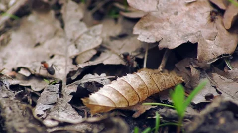Ants crawling over leaves Stock Footage 49213990