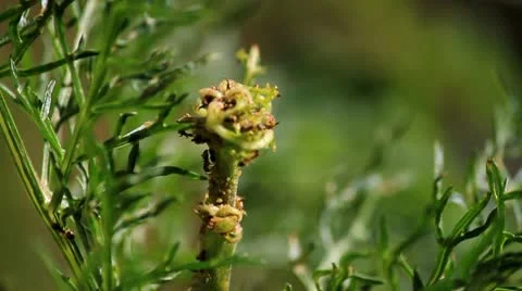 Ants crawling over plant working together harvesting aphids Stock Footage 10747544