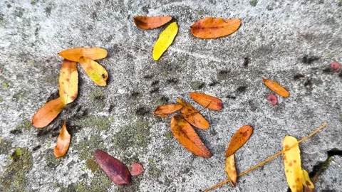 Ants crawling over rough stone surface surrounded by scattered autumn leaves in Stock-Footage 320579661