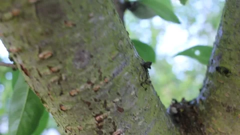 Ants crawling on a peach tree trunk with young green fruit in a garden Stock Footage 341151332