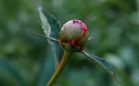 Ants crawling on a peony bud in spring after the rain Stock Photos