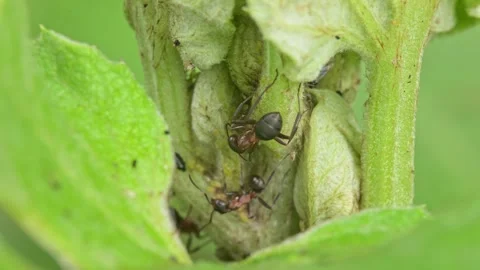 Ants crawling on a plant Stock Footage 340543674