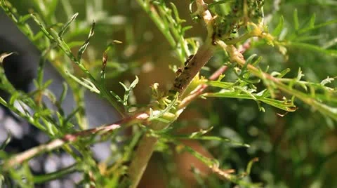 Ants crawling on plant havesting aphids Stock Footage 10747646