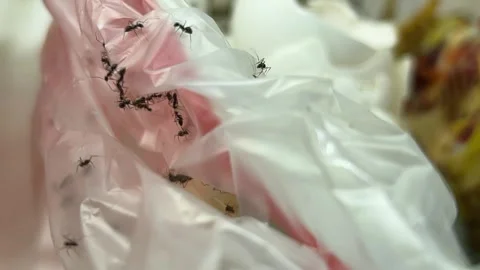 Ants crawling on plastic garbage bag with food waste indoors Video stock 334295734