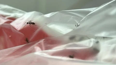 Ants crawling on plastic garbage bag with food residue causing infestation Video stock 334317310