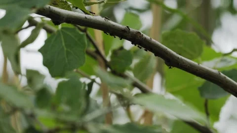 Ants Crawling on Poplar Tree Branch - 4K Wildlife Slow Motion Shot Vídeos de archivo 336268693