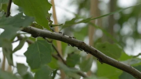 Ants Crawling on Poplar Tree Branch - 4K Wildlife Slow Motion Shot Vídeos de archivo 336268998