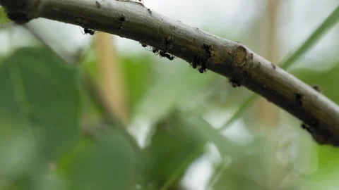 Ants Crawling on Poplar Tree Branch - 4K Wildlife Slow Motion Shot Vídeos de archivo 336269082