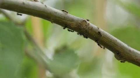 Ants Crawling on Poplar Tree Branch - 4K Wildlife Slow Motion Shot Vídeos de archivo 336269083