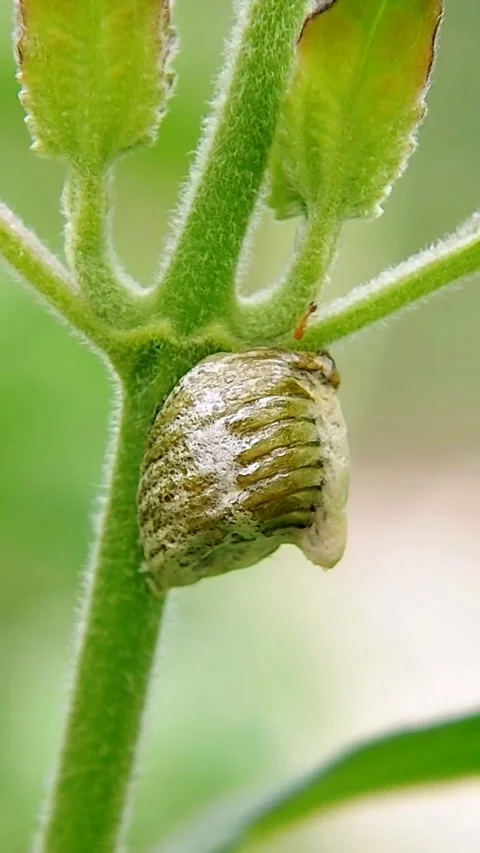 Ants Crawling on Praying Mantis Ootheca Macro Close-up Outdoor Garden Sharp FHD Video stock 321067567