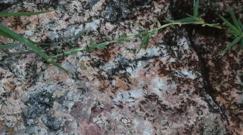 Ants crawling on rock / ground 01 Video stock 52813779