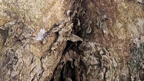 Ants crawling on rough tree bark close up wildlife macro Stock Footage 325683781