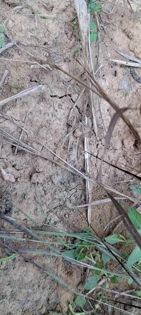 Ants crawling in soil Stock Footage 291745259