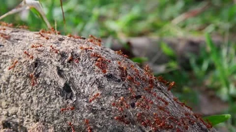 Ants crawling on stem 1 Stock Footage 10589281