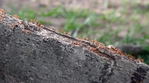 Ants crawling on stem Video stock 10589363