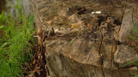 Ants crawling on the stump Stock Footage 63747716