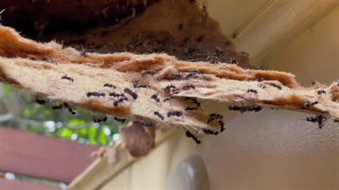 Ants Crawling on Torn Ceiling Lining with Exposed Nest in Slow Motion 4K30 Vídeo Stock 332682024