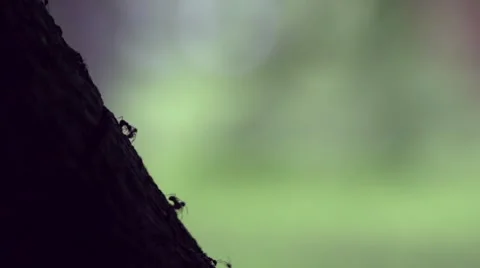 Ants crawling on a tree bark Stock Footage 65826706