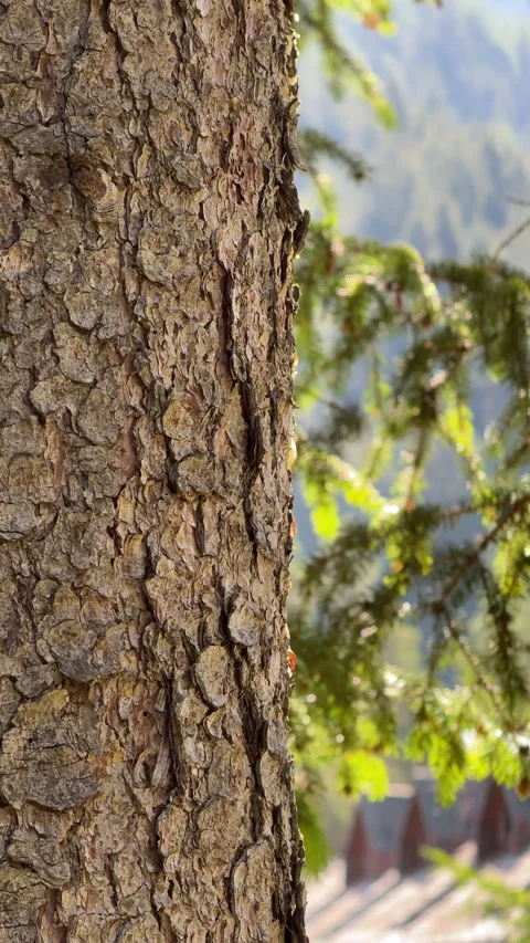 Ants crawling on a tree bark in the forest Stock Footage 341772108