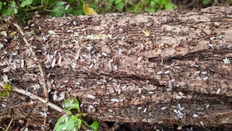 Ants Crawling on Tree Bark in Green Forest 4K Stock Footage 319008897