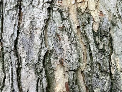 Ants crawling on tree bark Stock Photos