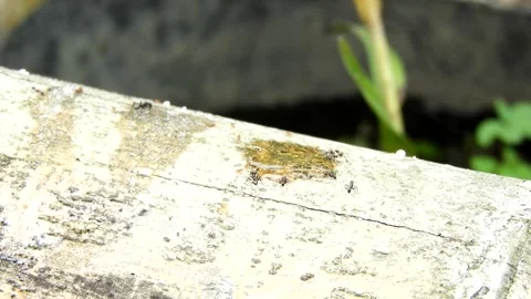 Ants Crawling on Tree Branch - Animated Wildlife Close-Up Stock Footage 307875197