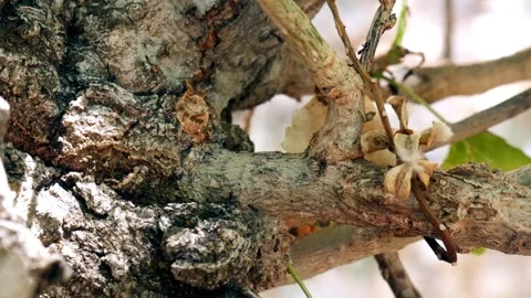 Ants Crawling on a Tree Branch (Mid-day) Stock Footage 283066345
