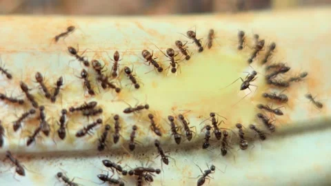 Ants Crawling on Tree Leaf Macro Close-up Nature Scene Stock-Footage 333804140