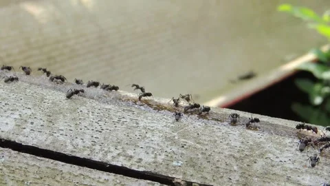 Ants Crawling on Tree: Nature in Motion Video stock 307875362