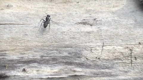 Ants crawling on a tree trunk close up. Slow motion, 240 fps Stock Footage 123543729
