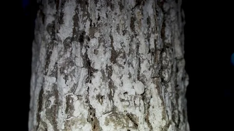 Ants crawling on tree trunk at night, flying ants Stock Footage 205065882