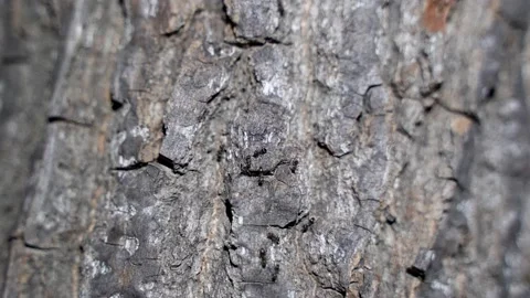 Ants crawling on tree trunk at night, flying ants Stock Footage 205065904