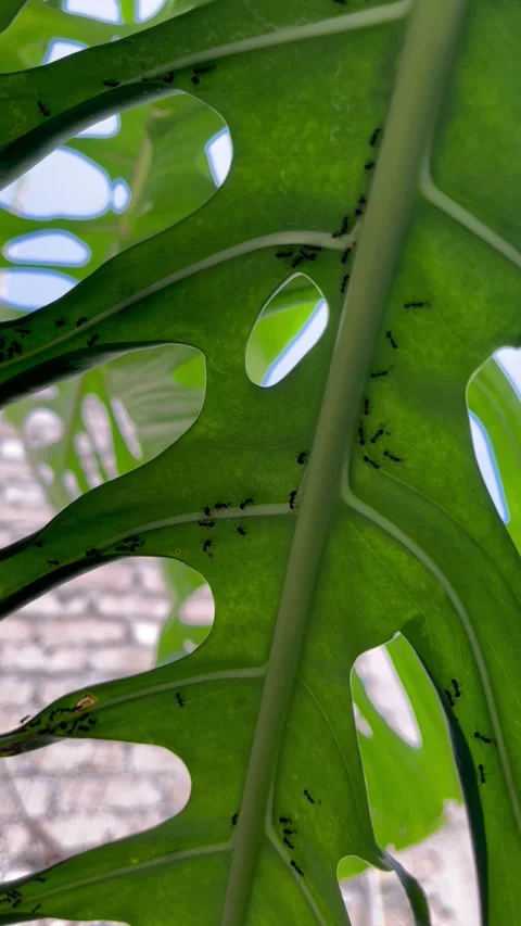 Ants Crawling Underneath a Large Monstera Deliciosa Leaf Stock Footage 340259328