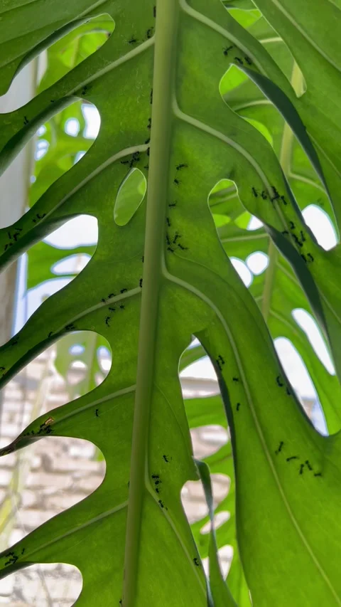 Ants Crawling Underneath a Large Monstera Deliciosa Leaf Stock Footage 340259329