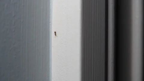 Ants crawling up a wall Stock Footage 114567492