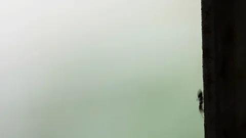 Ants crawling on the wall Stock Footage 115124017