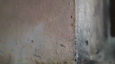 Ants crawling on the wall Video stock 217877396