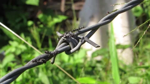 Ants Crawling on a Wire - Animated Macro Nature Cli Stock Footage 307875175