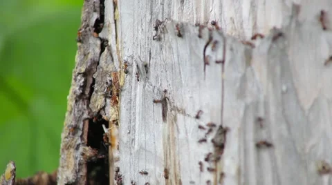 Ants crawling on wood Stock Footage 50870946