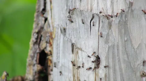 Ants crawling on wood Stock Footage 50870980
