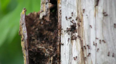 Ants crawling on wood Stock Footage 50871007
