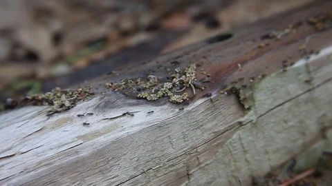 Ants crawling on wood. 動画素材 74132961