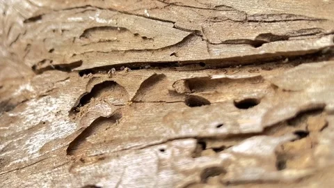 Ants Crawling on Wood Surface Close-Up View Видео 320285579