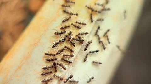 Ants Crawling on Wooden Surface Close-Up Macro Nature Scene Stock-Footage 333804236
