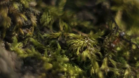 Ants creep through the forest carpet from moss Stock Footage 74614016