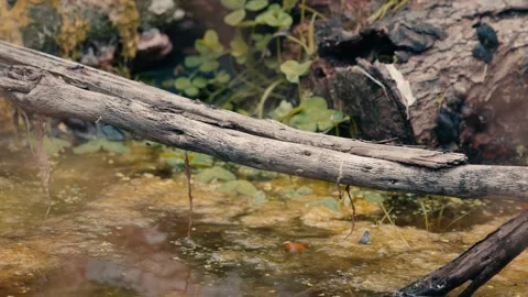 Ants Crossing Forest Stream on Fallen Log Stock-Footage 331126616