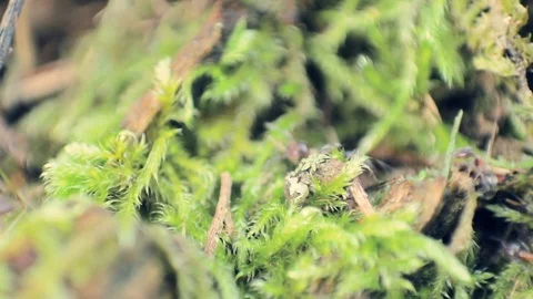 Ants crossing the moss on a tree bark Stock-Footage 99878369