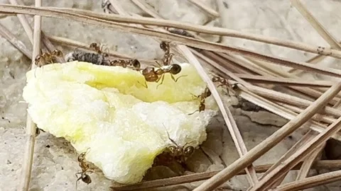 ANTS C:U MOVING CRACKER ON ROCKS Stock Footage 202174944