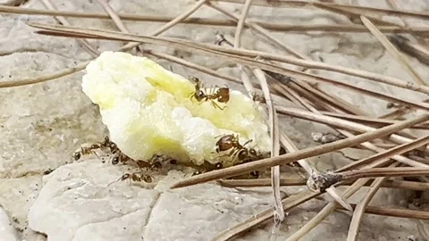 ANTS C:U MOVING CRACKER ON ROCS C/U Stock Footage 202174939