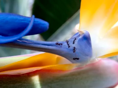 Ants in a cup Stock Photos